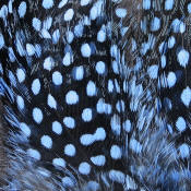 Hareline Dubbin Strung Guinea Feathers-Baby Blue