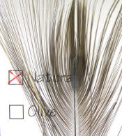 Hareline Dubbin Stripped Peacock Eye-Natural