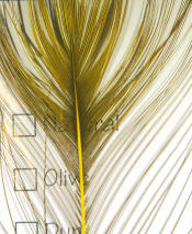 Hareline Dubbin Stripped Peacock Eye-Yellow