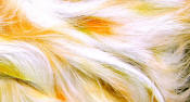 Hareline Dubbin Micro Cut Groovy Bunny Strip-Gold Orange White