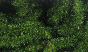 Hareline Dubbin-Trilobal Antron Chenille-Dark Olive