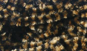 Hareline Dubbin Fly Fish Food Small Chenille-Black Coffee