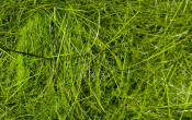 Hareline Dubbin Hare's Ear Plus Dub-Olive