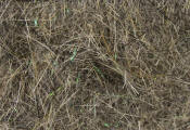 Hareline Dubbin Krystal Dub-Dark Hare's Ear