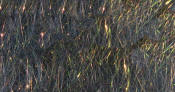 Hareline Dubbin-Spirit River Lite Brite Dubbing-Bronze Peacock