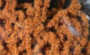 Hareline Dubbin-Wormille Chenille-Worm Brown