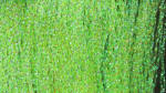 Midge Flash-Fl Yellow
