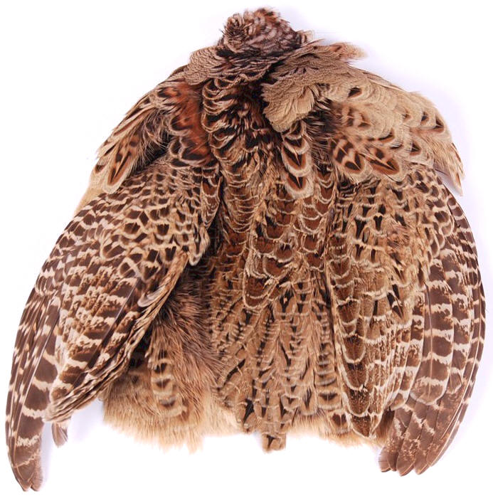 Wapsi Hen Ringneck Pheasant Skin